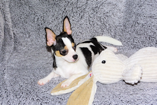 Conner - Black & White Spotted Smoothcoat Male Chihuahua Puppy