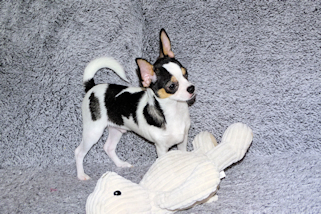 Conner - Black & White Spotted Smoothcoat Male Chihuahua Puppy