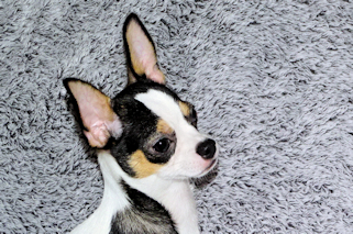 Conner - Black & White Spotted Smoothcoat Male Chihuahua Puppy