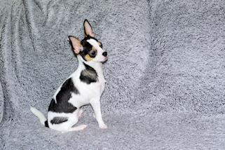 Conner - Black & White Spotted Smoothcoat Male Chihuahua Puppy