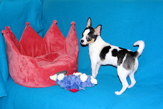 Conner - Black & White Spotted Smoothcoat Male Chihuahua Puppy
