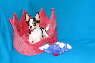 Conner - Black & White Spotted Smoothcoat Male Chihuahua Puppy