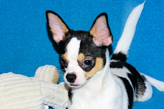 Conner - Black & White Spotted Smoothcoat Male Chihuahua Puppy
