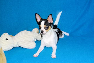 Conner - Black & White Spotted Smoothcoat Male Chihuahua Puppy