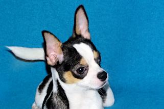Conner - Black & White Spotted Smoothcoat Male Chihuahua Puppy