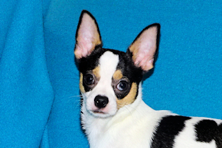 Conner - Black & White Spotted Smoothcoat Male Chihuahua Puppy