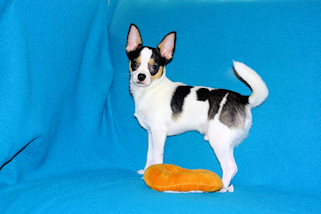 Conner - Black & White Spotted Smoothcoat Male Chihuahua Puppy