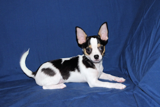 Conner - Black & White Spotted Smoothcoat Male Chihuahua Puppy