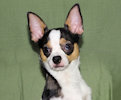 Conner - Black & White Spotted Smoothcoat Male Chihuahua Puppy