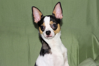 Conner - Black & White Spotted Smoothcoat Male Chihuahua Puppy