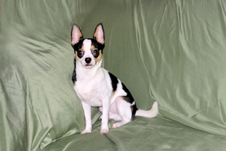 Conner - Black & White Spotted Smoothcoat Male Chihuahua Puppy