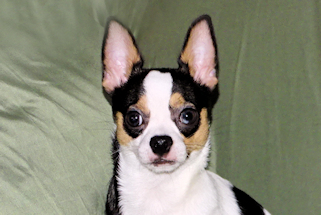 Conner - Black & White Spotted Smoothcoat Male Chihuahua Puppy