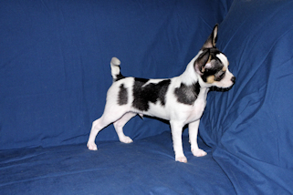 Conner - Black & White Spotted Smoothcoat Male Chihuahua Puppy