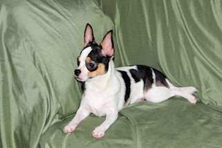 Conner - Black & White Spotted Smoothcoat Male Chihuahua Puppy