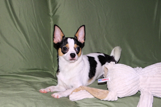 Conner - Black & White Spotted Smoothcoat Male Chihuahua Puppy