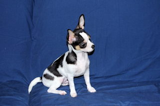 Conner - Black & White Spotted Smoothcoat Male Chihuahua Puppy