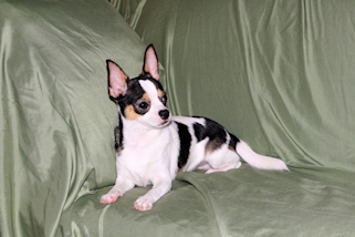 Conner - Black & White Spotted Smoothcoat Male Chihuahua Puppy