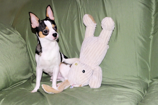 Conner - Black & White Spotted Smoothcoat Male Chihuahua Puppy