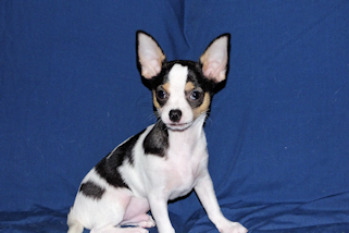 Conner - Black & White Spotted Smoothcoat Male Chihuahua Puppy