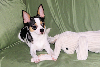 Conner - Black & White Spotted Smoothcoat Male Chihuahua Puppy