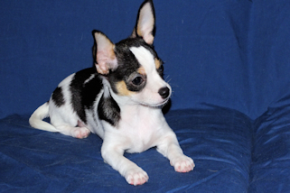 Conner - Black & White Spotted Smoothcoat Male Chihuahua Puppy