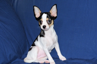 Conner - Black & White Spotted Smoothcoat Male Chihuahua Puppy