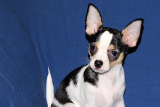 Conner - Black & White Spotted Smoothcoat Male Chihuahua Puppy