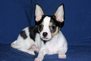 Conner - Black & White Spotted Smoothcoat Male Chihuahua Puppy