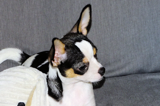Conner - Black & White Spotted Smoothcoat Male Chihuahua Puppy