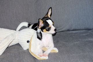 Conner - Black & White Spotted Smoothcoat Male Chihuahua Puppy