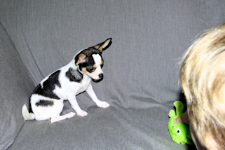 Conner - Black & White Spotted Smoothcoat Male Chihuahua Puppy
