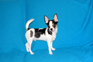 Conner - Black & White Spotted Smoothcoat Male Chihuahua Puppy