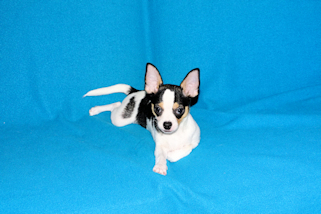 Conner - Black & White Spotted Smoothcoat Male Chihuahua Puppy