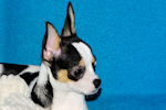 Conner - Black & White Spotted Smoothcoat Male Chihuahua Puppy