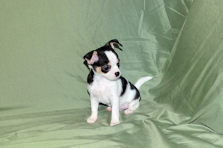 Conner - Black & White Spotted Smoothcoat Male Chihuahua Puppy
