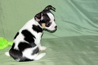 Conner - Black & White Spotted Smoothcoat Male Chihuahua Puppy