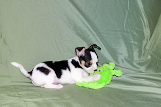 Conner - Black & White Spotted Smoothcoat Male Chihuahua Puppy