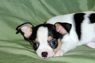 Conner - Black & White Spotted Smoothcoat Male Chihuahua Puppy