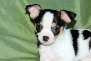 Conner - Black & White Spotted Smoothcoat Male Chihuahua Puppy