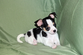 Conner - Black & White Spotted Smoothcoat Male Chihuahua Puppy