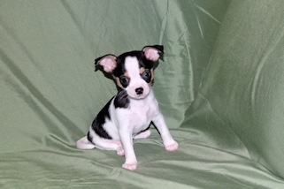 Conner - Black & White Spotted Smoothcoat Male Chihuahua Puppy