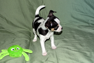 Conner - Black & White Spotted Smoothcoat Male Chihuahua Puppy