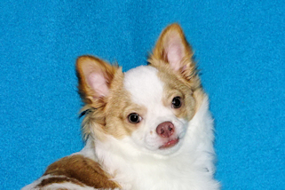 Cupid - Fawn Spotted on White Longcoat Male Chihuahua Puppy