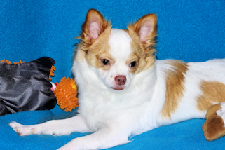 Cupid - Fawn Spotted on White Longcoat Male Chihuahua Puppy