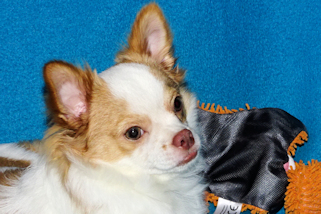 Cupid - Fawn Spotted on White Longcoat Male Chihuahua Puppy