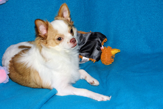 Cupid - Fawn Spotted on White Longcoat Male Chihuahua Puppy