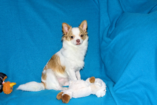 Cupid - Fawn Spotted on White Longcoat Male Chihuahua Puppy