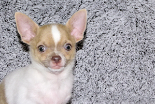 Devin - fawn spotted on white smoothcoat male chihuahua puppy