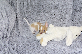 Devin - fawn spotted on white smoothcoat male chihuahua puppy