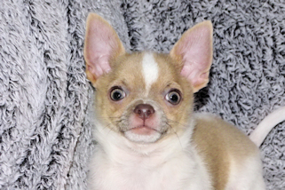 Devin - fawn spotted on white smoothcoat male chihuahua puppy